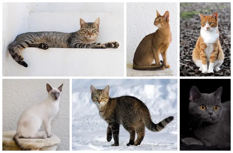 Беспородная (домашняя) кошка